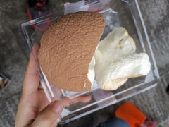 Calvatia boninensis