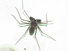 Acanthophrynus coronatus