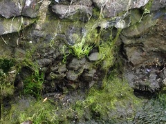 Ficopomatus enigmaticus