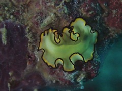 Pseudobiceros flowersi