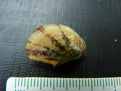 Electroma papilionacea
