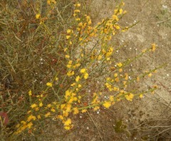 Acacia spinescens