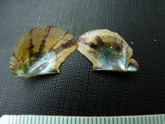 Electroma papilionacea