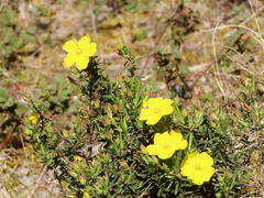 Cistus calycinus