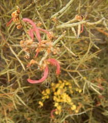 Acacia spinescens