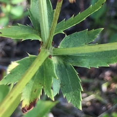 Sanicula marilandica