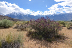 Psorothamnus arborescens minutifolius
