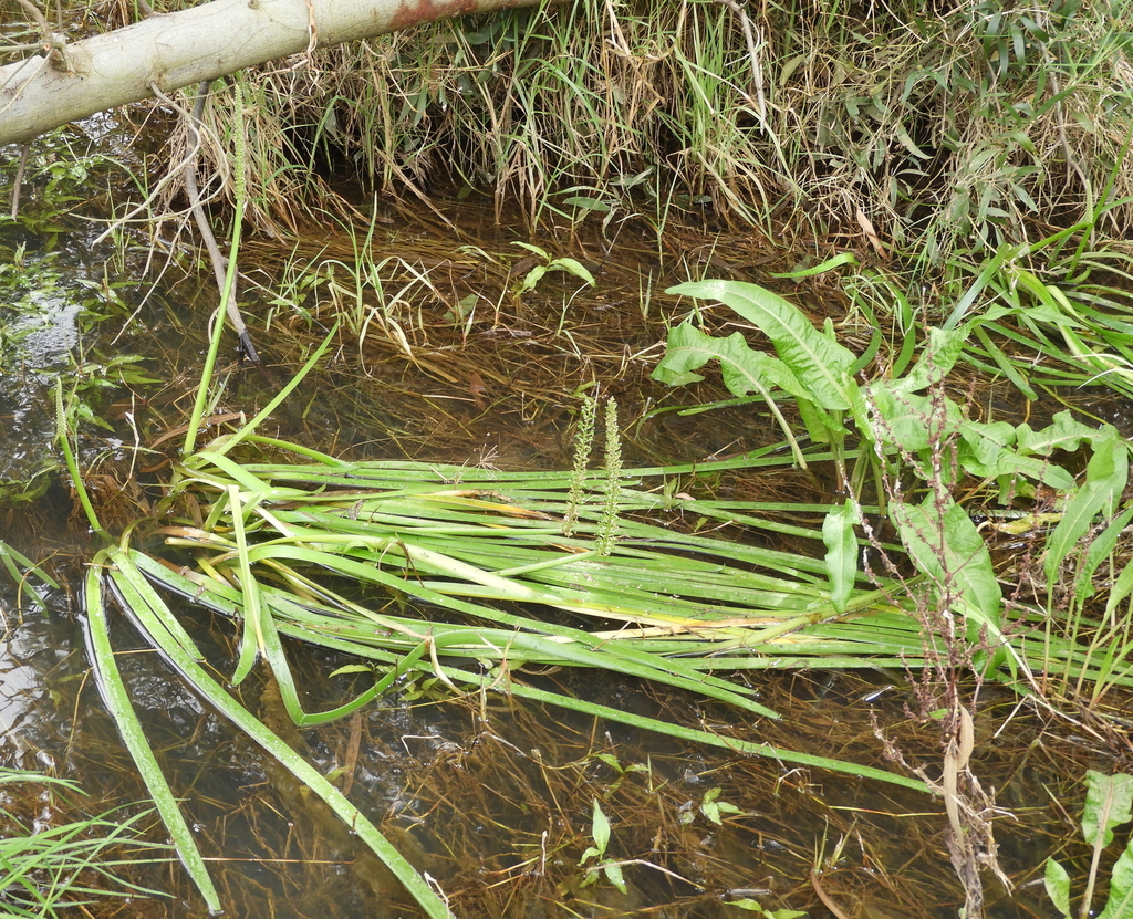 Cycnogeton alcockiae