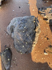 Bembicium