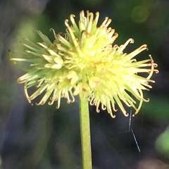 Sanicula marilandica