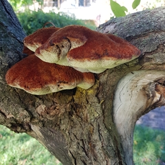 Inonotus hispidus