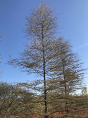 Acacia aneura