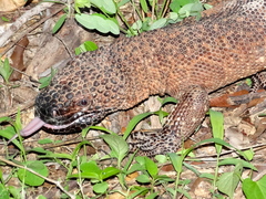 Heloderma horridum