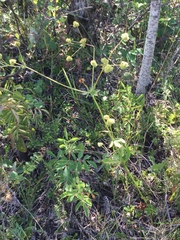 Sanicula marilandica