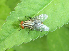 Sarcophagidae