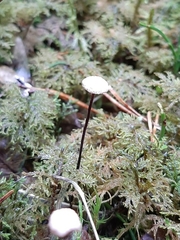 Paragymnopus perforans