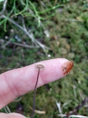 Paragymnopus perforans