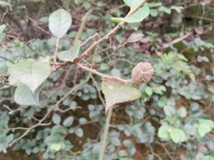 Loropetalum chinense