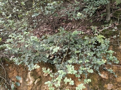 Loropetalum chinense