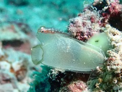 Rhopalaea