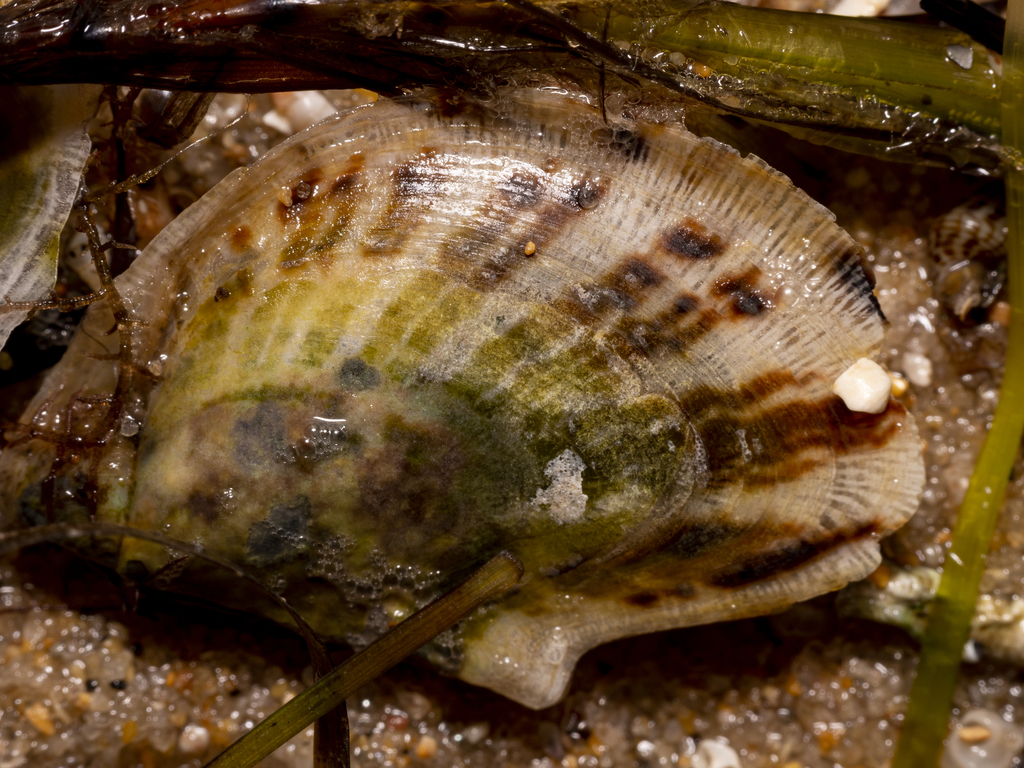 common butterfly shell