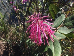 Oreocallis grandiflora