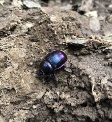 Phelotrupes auratus