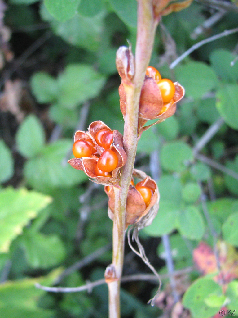 Chasmanthe floribunda, San Bruno Mountain State and County Park, by kdff