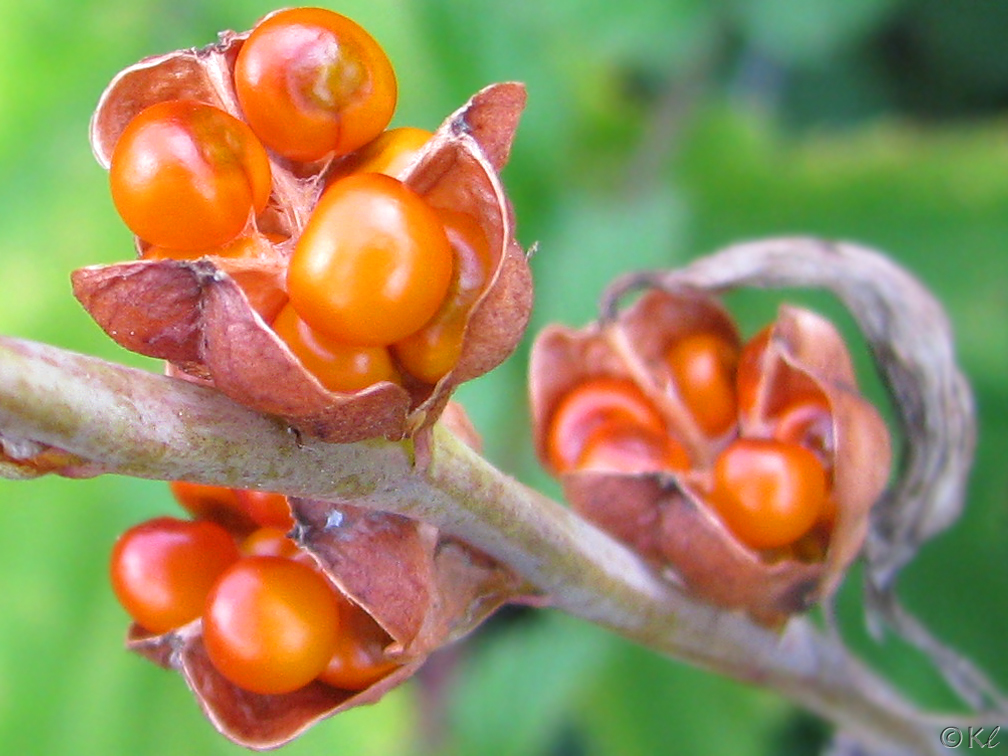 Chasmanthe floribunda, San Bruno Mountain State and County Park, by kdff