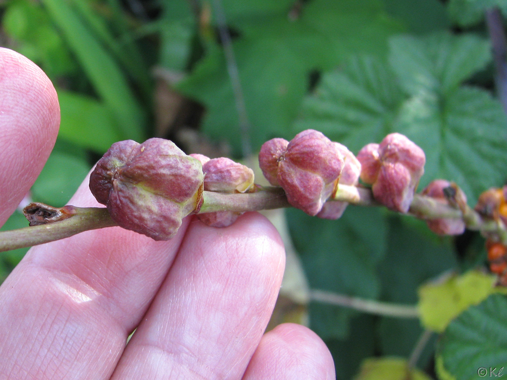 Chasmanthe floribunda, San Bruno Mountain State and County Park, by kdff