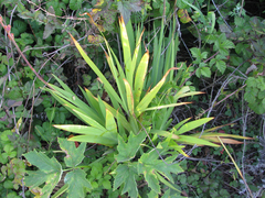 Chasmanthe floribunda