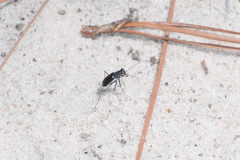 Cicindela abdominalis