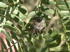 Brochymena parva