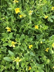 Roepera billardierei