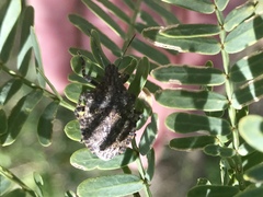 Brochymena parva
