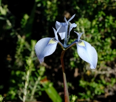Moraea tripetala tripetala