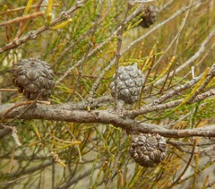 Allocasuarina muelleriana