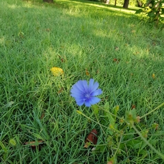 Cichorium intybus