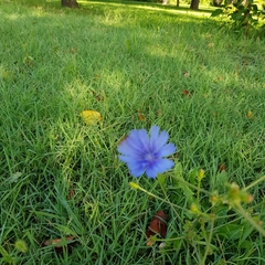 Cichorium intybus