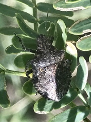 Brochymena parva