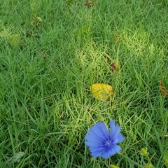 Cichorium intybus