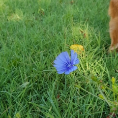 Cichorium intybus