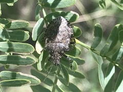 Brochymena parva