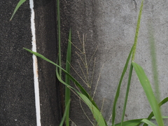 Leptochloa