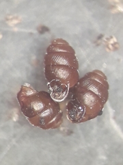 Vertigo angustior
