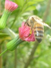 Apis mellifera