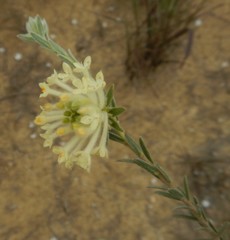 Pimelea octophylla