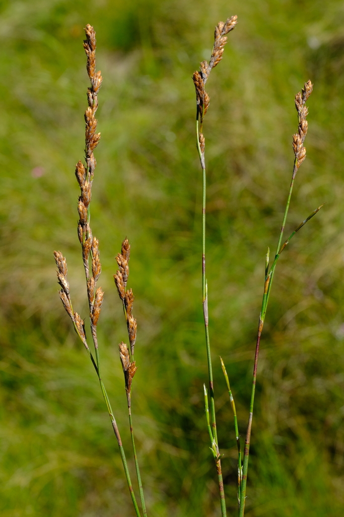 Restio tenuispicatus