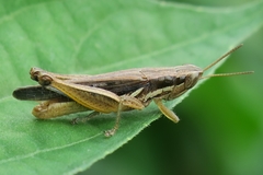 Spathosternum prasiniferum