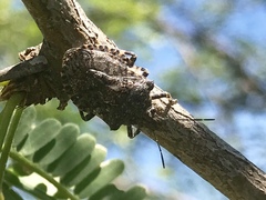 Brochymena parva
